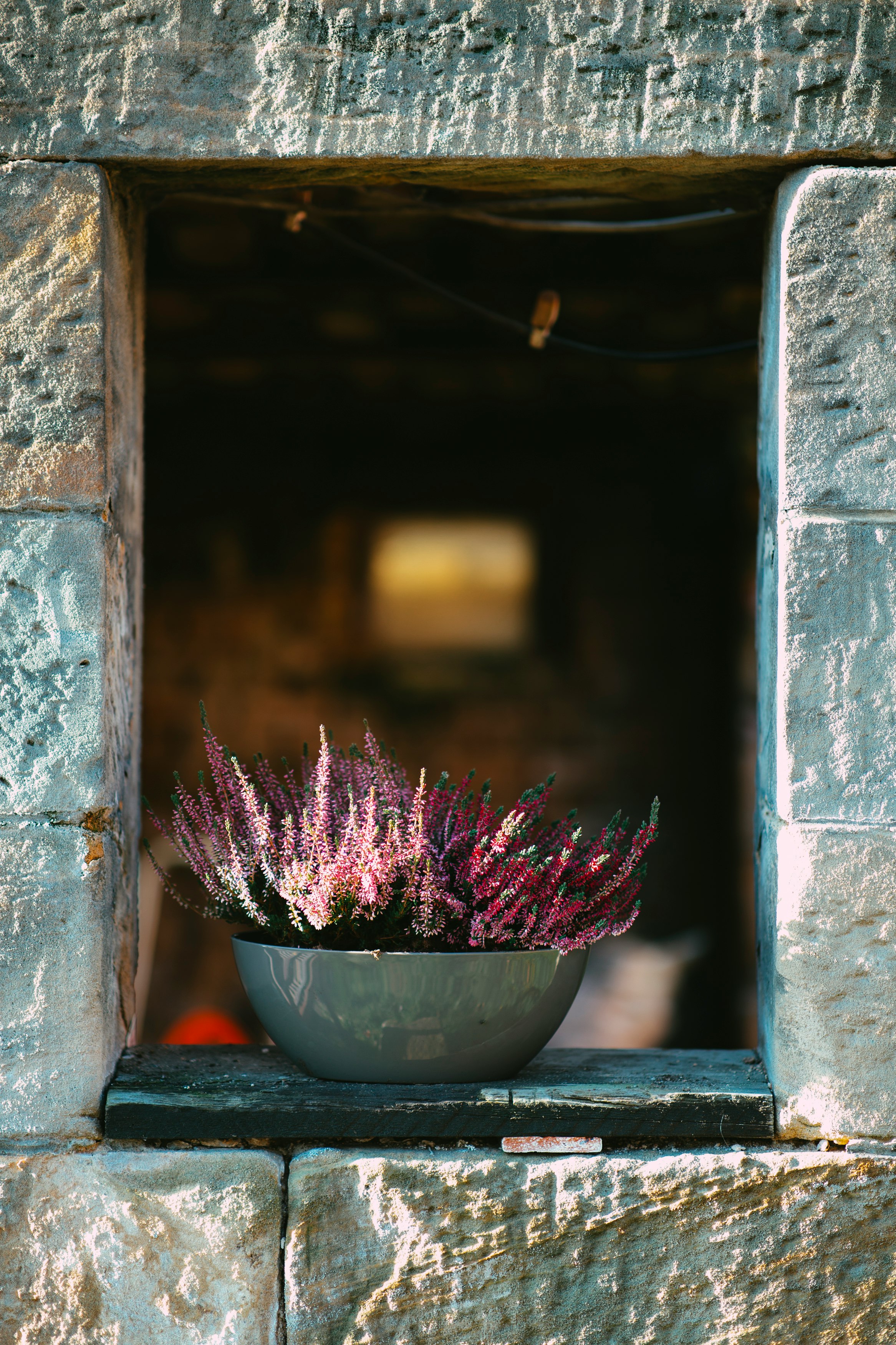 pink flower on blue ceramic pot